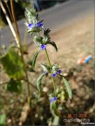 Rungia pectinata fullplant4.jpg